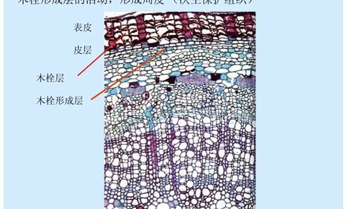 甲钴胺吃20片有啥副作用网-分享甲钴胺吃多久为宜，甲钴胺吃多长时间要停药知识库